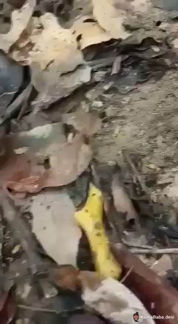Beautiful Desi Girl Jungle Fucking Thumbnail